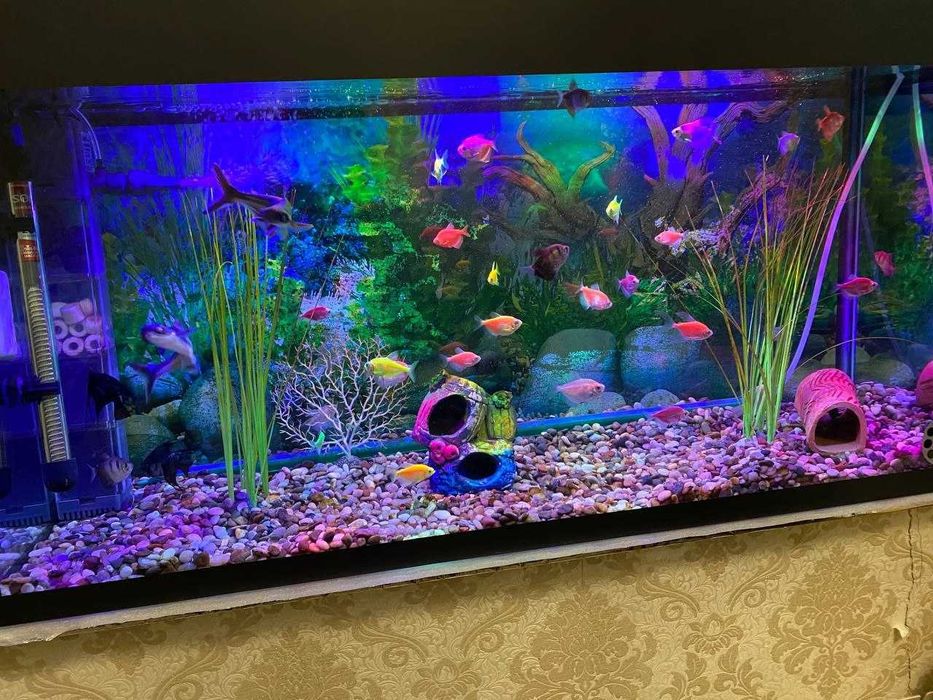 Профессиональная чистка аквариума AQUALIFE