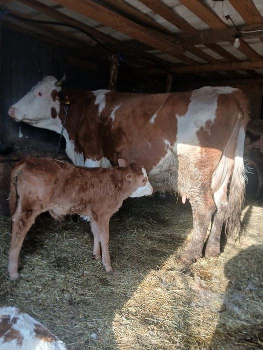 Vând vaca de 10 ani cu vițel