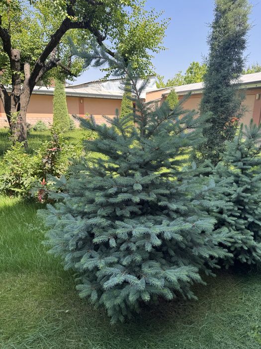 Голубая Ель ва Яшил Ель Сотилади 50% Скидкада