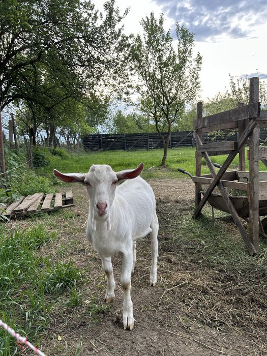 Vand țăpuc sanen sau schimb