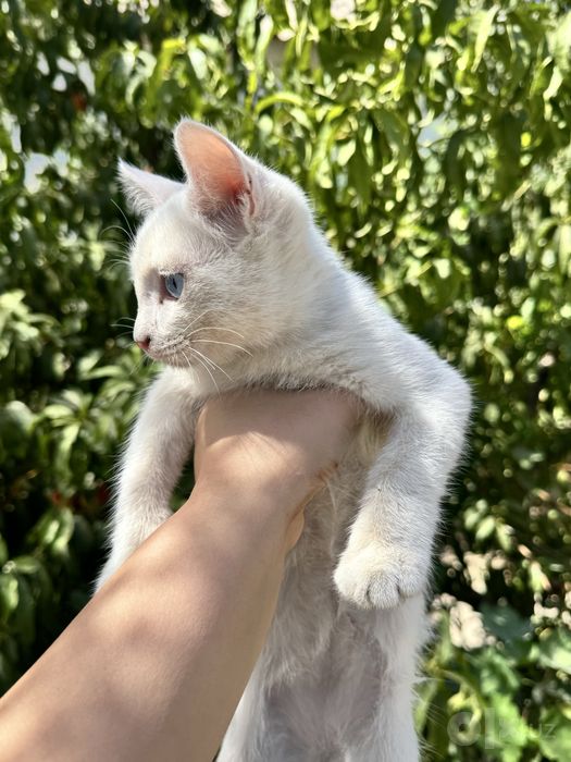 Милая кошечка скоттиш-страйт, 4 месяца