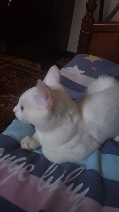 Mushukcha toza uy mushugi