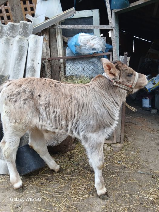 Vând  vital 1 luna  jumate  este din monta