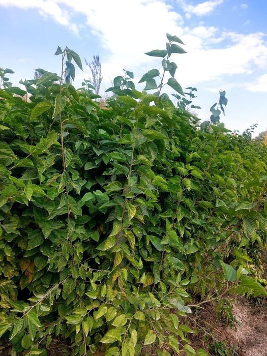 Tut kóchatlari sotiladi