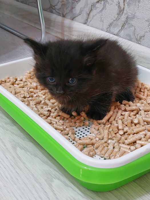 Миленькая кошечка