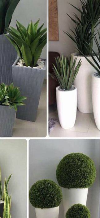 Plante de înaltă calitate si stil