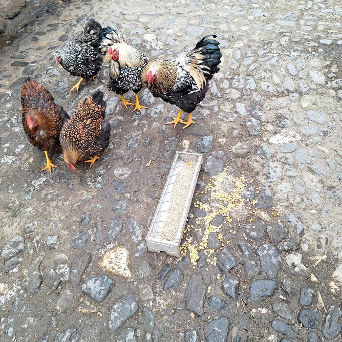 Vand wyandotte pereche