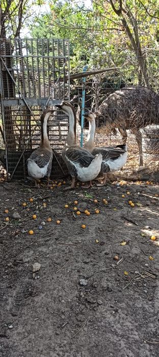 Gâște chinezești zis Lebede