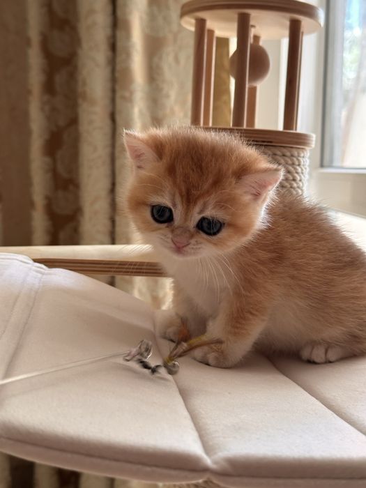 Котятa золoтыe шиншиллы для вас!