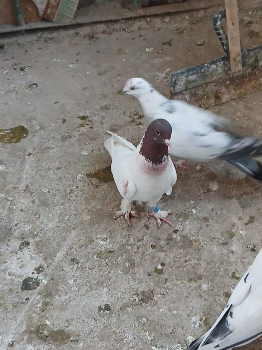 Голуби головастики