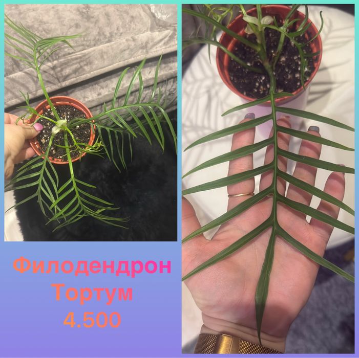 Филодендрон Тортум 4500