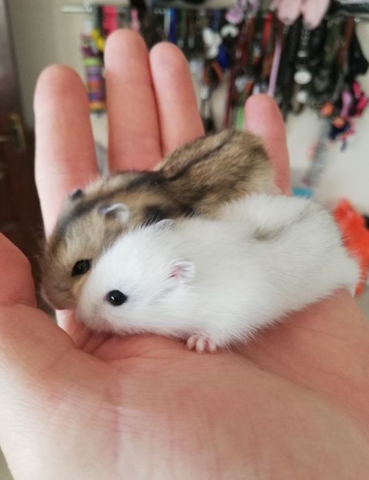 Джунгарские хомяки