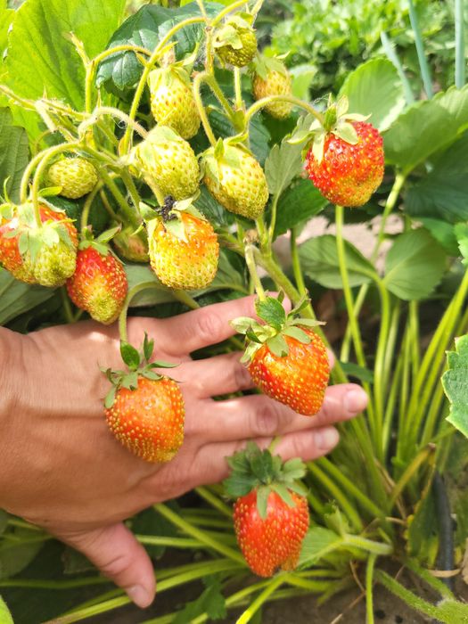 Продам рассаду клубники