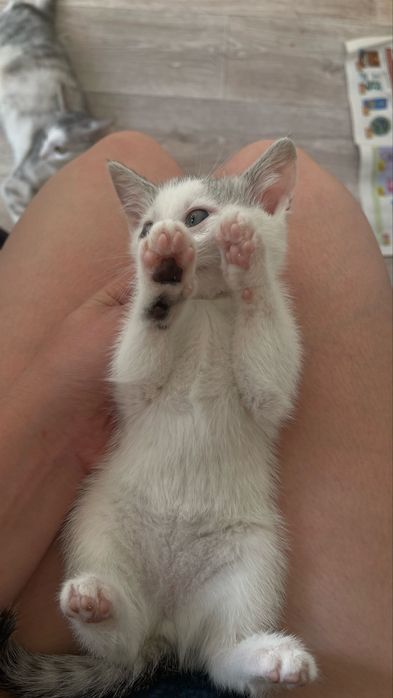 Котята в добрые ручки