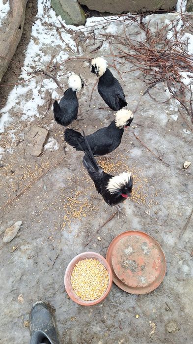 Oua pentru incubat moțată olandeza