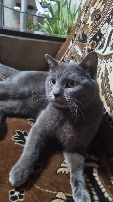 Тоза зотли мушук сотилади