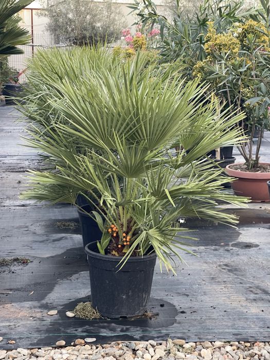 Palmieri, Yucca , Globuri , Leandru