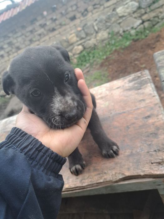 Кръстоска между Кенакорсо и Кавказ 3 кученца на по 2 месеца