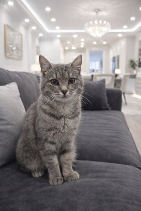 Кота отдам в добрые руки