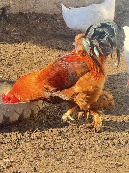 Әтеш сатылады 9 айлық