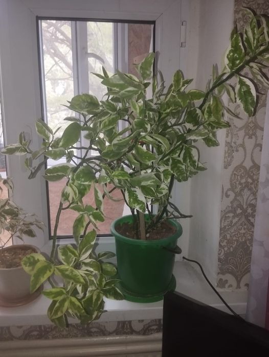 Цветы  комнатная