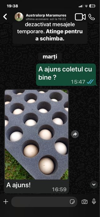 Oua  australorp,marans ,araucana  pentru incubat