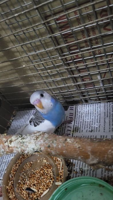 Волнистые попугаи