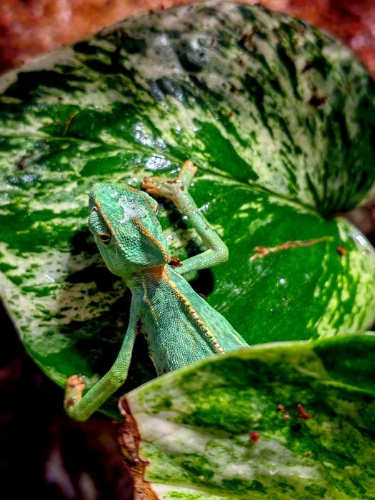 Gecko/Agama/Cameleon (reptile de vanzare)