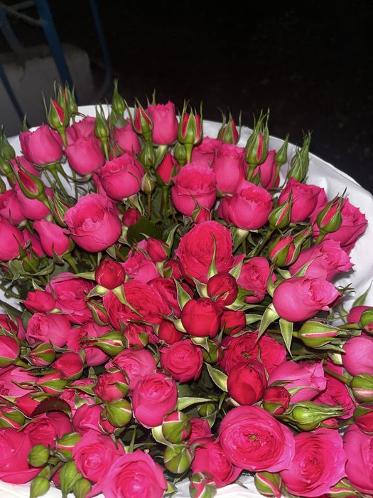 Gul 1200 солмаған