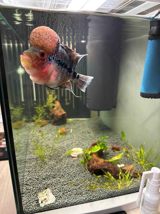 Срочно! Фловер Хорн шот боди (карликовый)