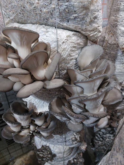 Мицелий грибов вешенки штамм К 17.   Стоимость 15 тыс. , за 1 кг.