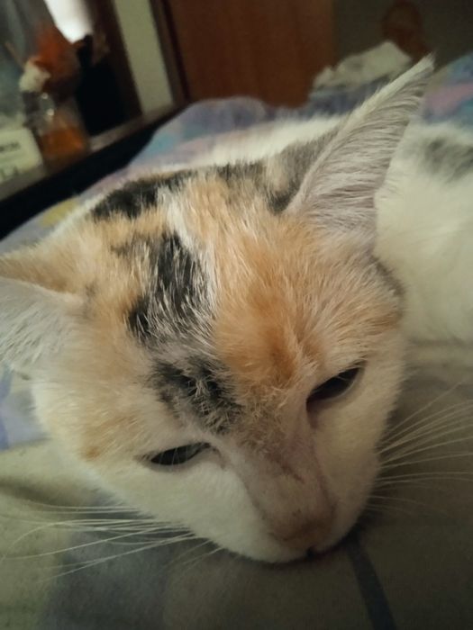 Кошка очень чистая домашняя.
