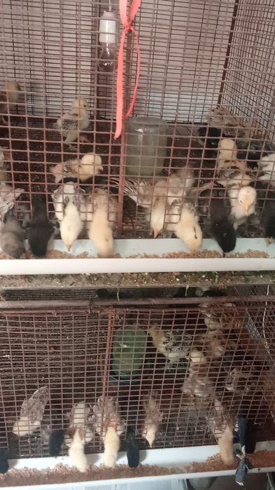 Брамы суточные, месячные