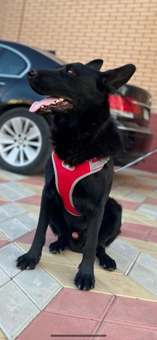 Вязка . Немецкая овчарка.