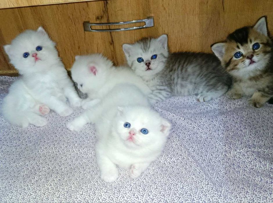 Продаются шикарные элитные  котята