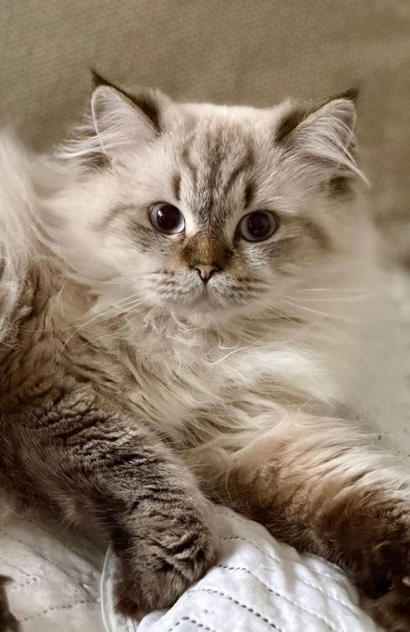 Котета сибирска нева маскарадна