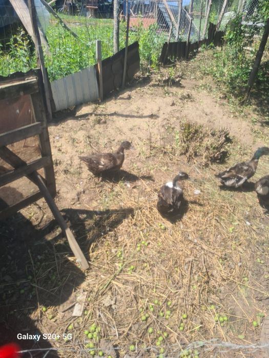 De vinzare 3 rate și 2 ratoi