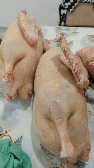 Продам мясо гусей молодняк порода Линда