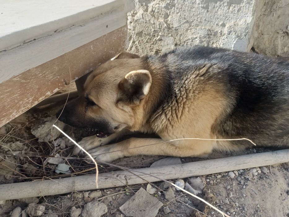 Тегін 2 жасар овчарка бар. Адрес Форт Шевченко