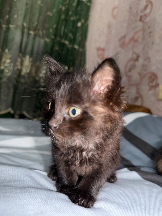 Котятки ищут семью