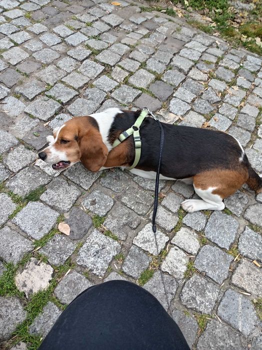 Куче си търси женска