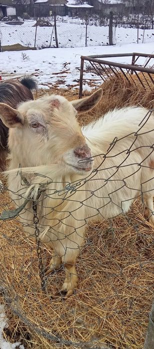 Țap de vînzare 3 ani