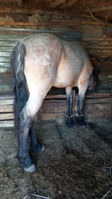 Vand cai de varsta mare