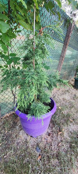 Кипарис, лейланд.