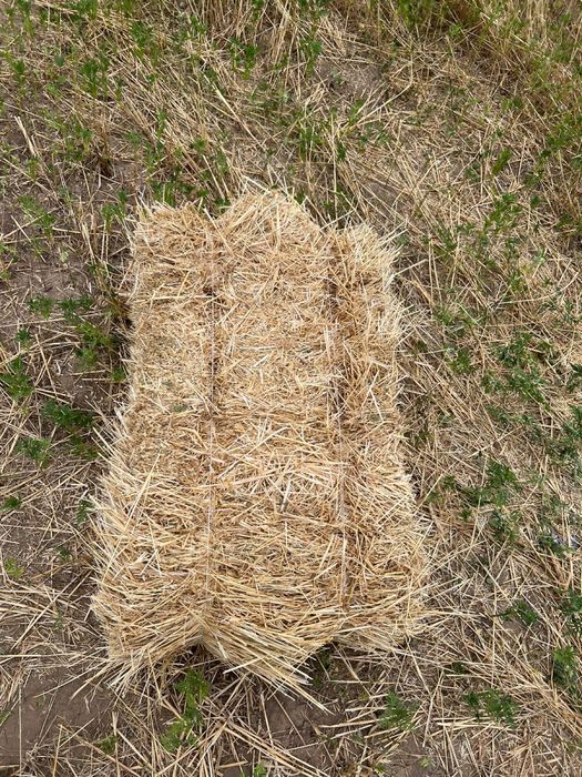 Солома пшеничная