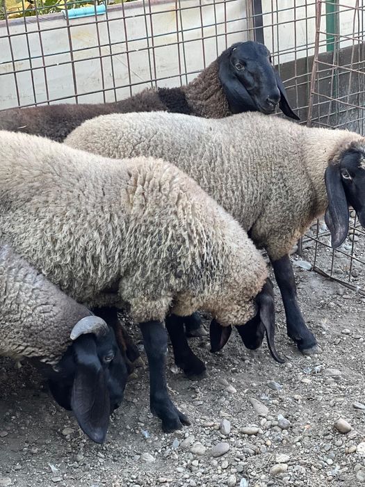 Vând 4 berbeci miori țigaie sârbească