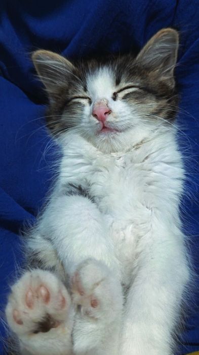 Срочно отдам милых котят, Мейнкун и табби