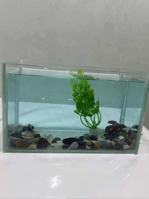 Аквариум с рыбкой и сомиком