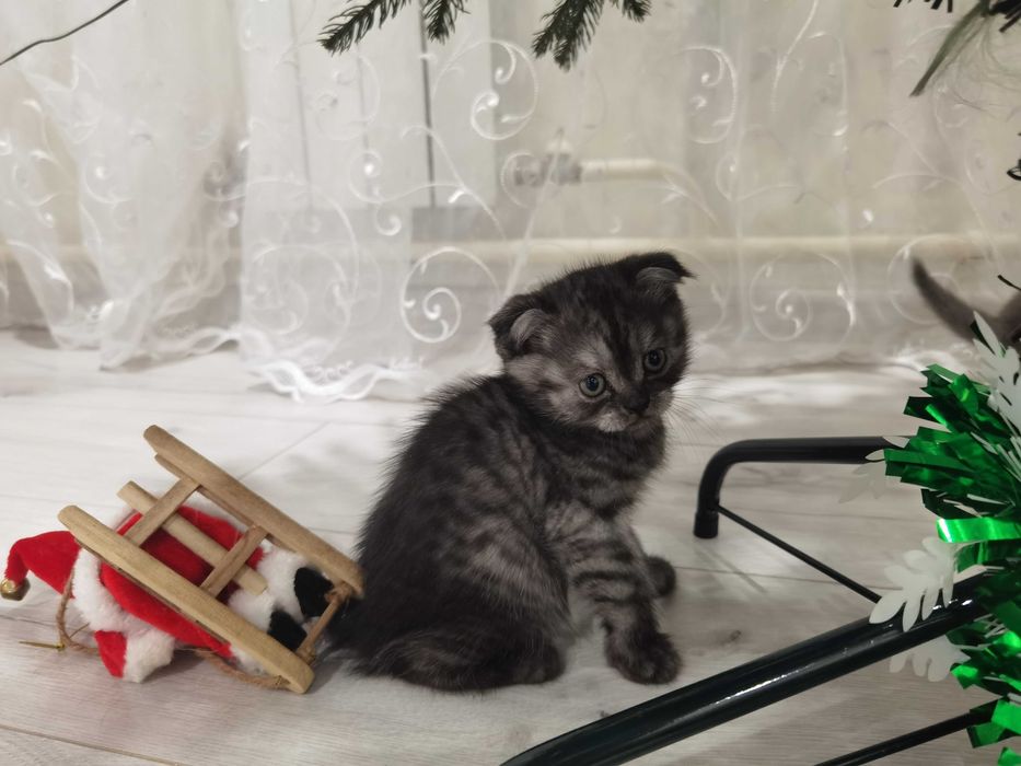 Продаются котята