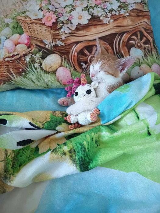 Pui pisica adopție